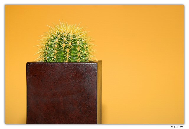 Cactus