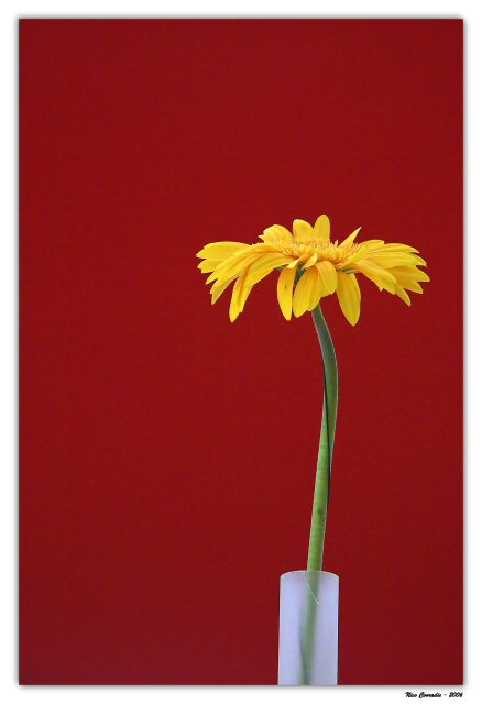 Colourful Still Life