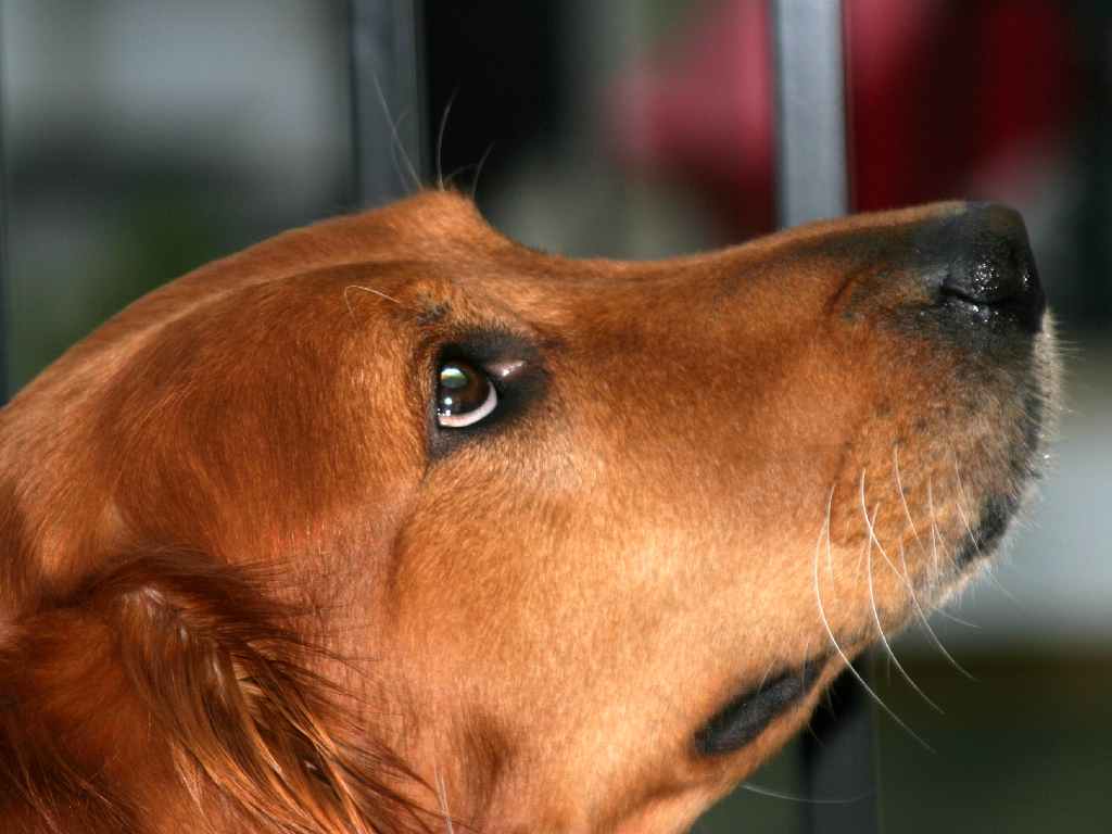 Puppy Look