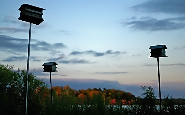 Birdhouses