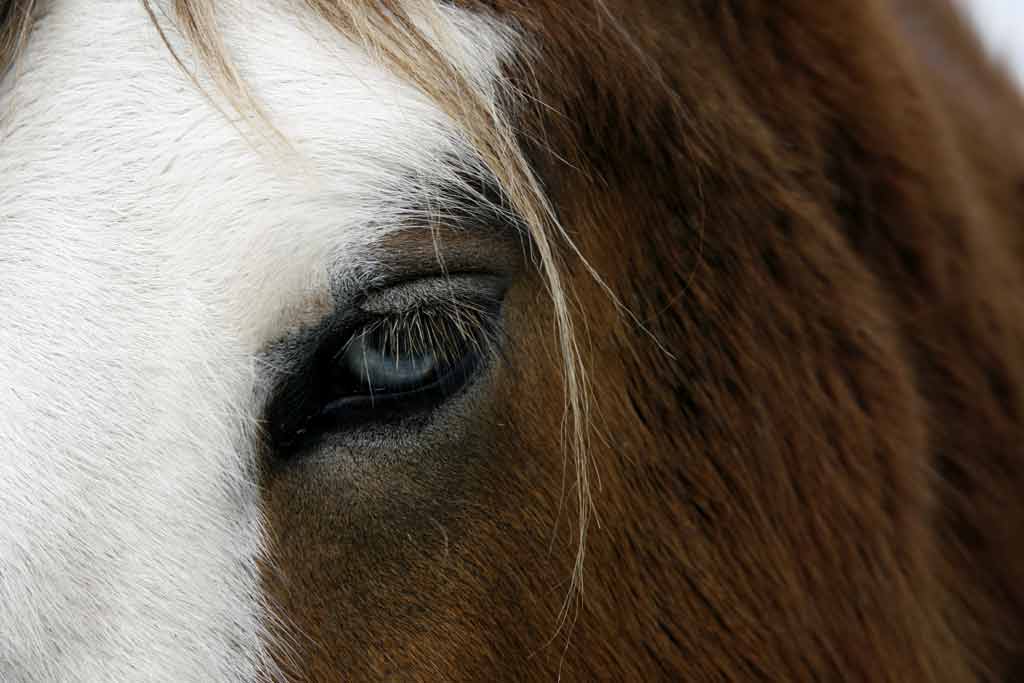 Old Satans Blue Eye