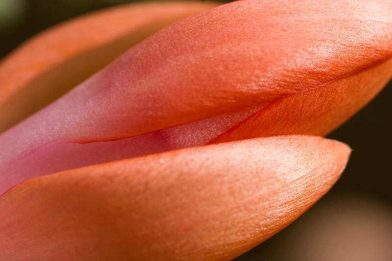 Thanksgiving Cactus *