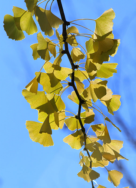 Ginkgo
