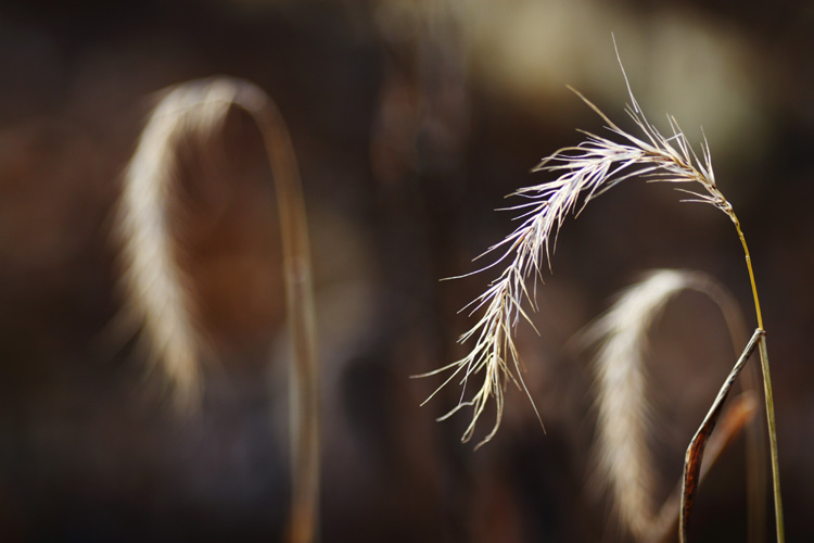 Autumn Breeze