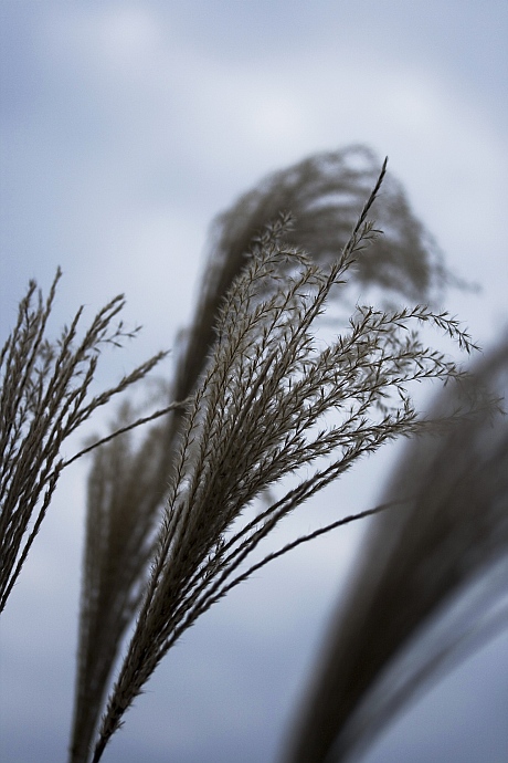 Miscanthus