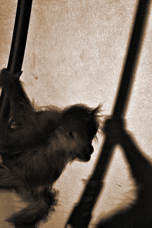 Shadow play
