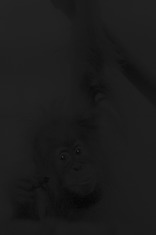 Monkey see