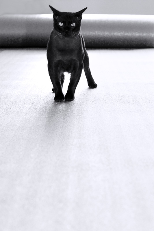Catwalk