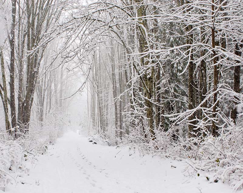 <b>6th Place</b><br>Winter Path<br>by Ann Chaikin