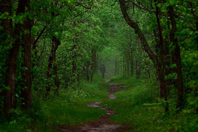 <b>3rd Place</b><br>Down In The Woods<br> by Max Wheaton