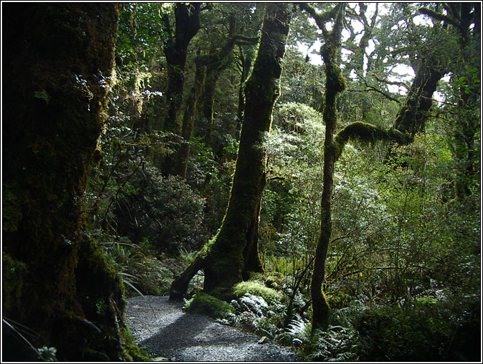 Rainforest