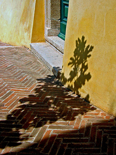 The fig tree