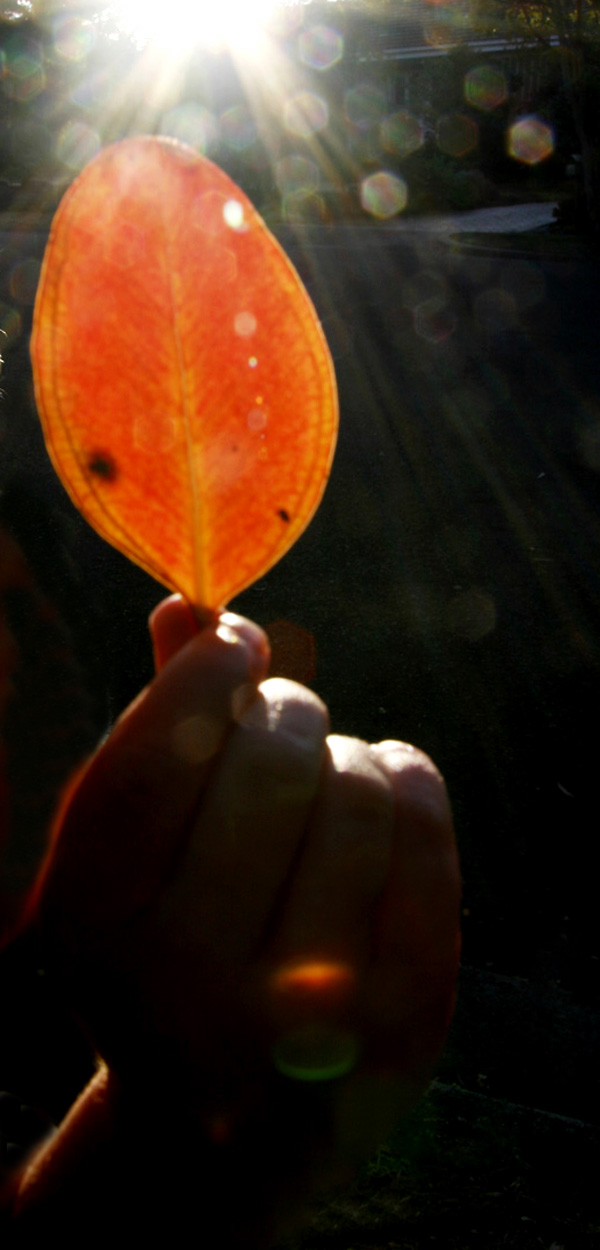 Magic Candle Leaf