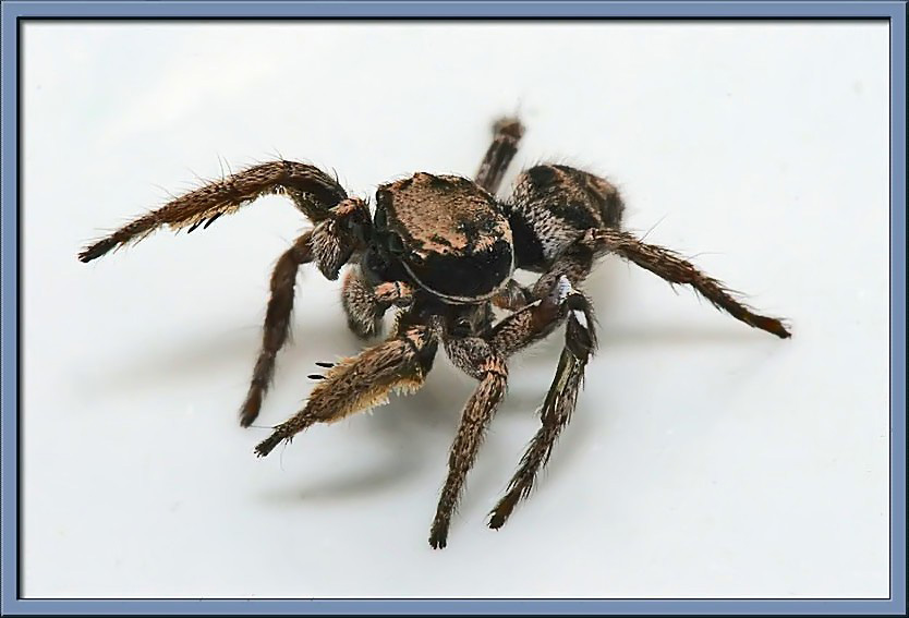 Little Jumper