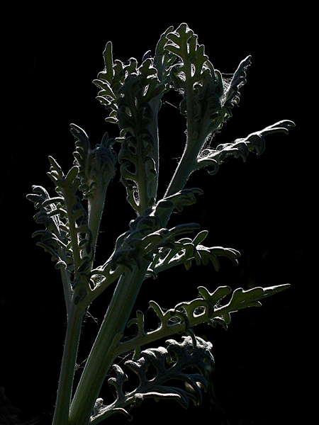 Silver plant *