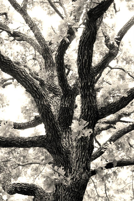 Post Oak *