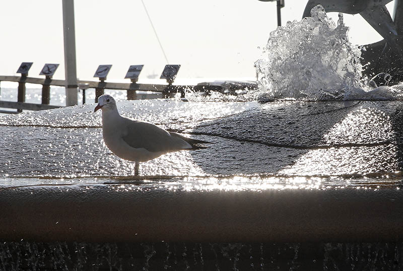 Pigeon in the Fountain*