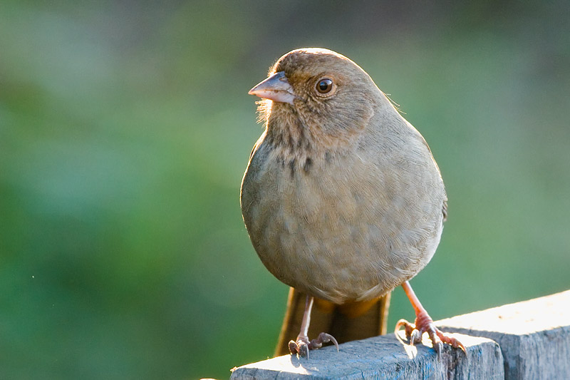 Backlit Towhee *