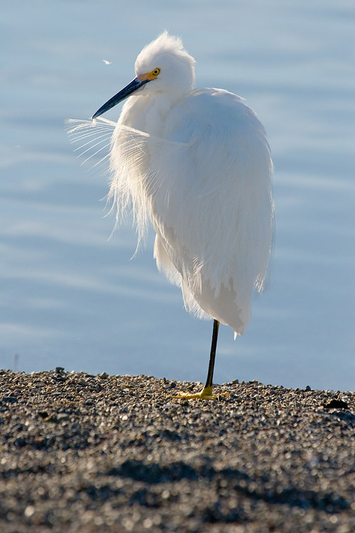 Egret Preening *