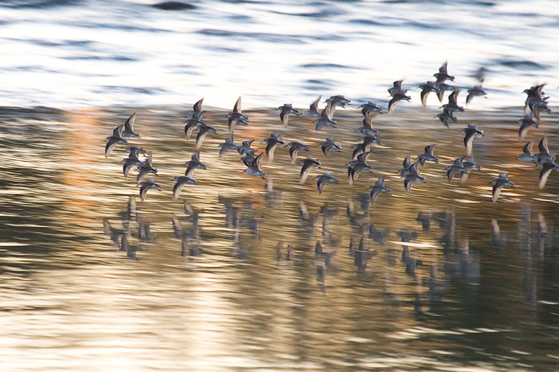 Sandpipers at Sunset *