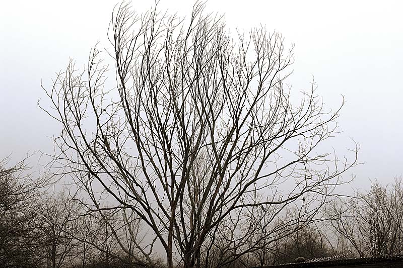 dead tree no leaves no color