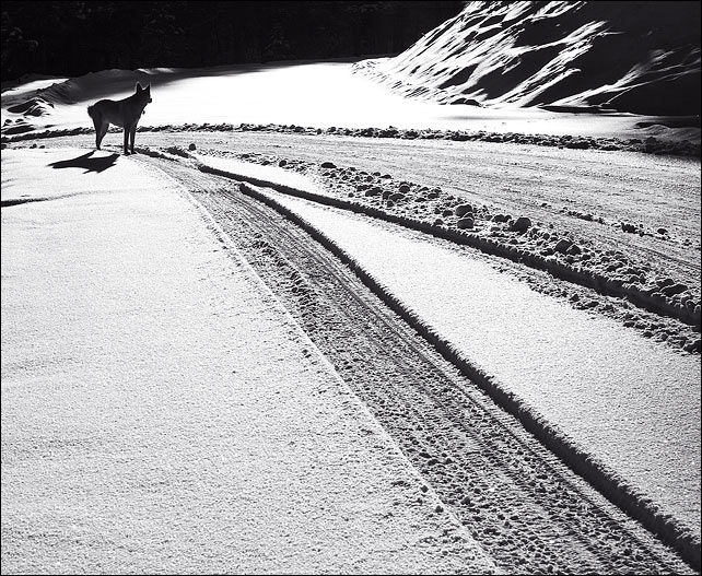 New Road, New Snow II