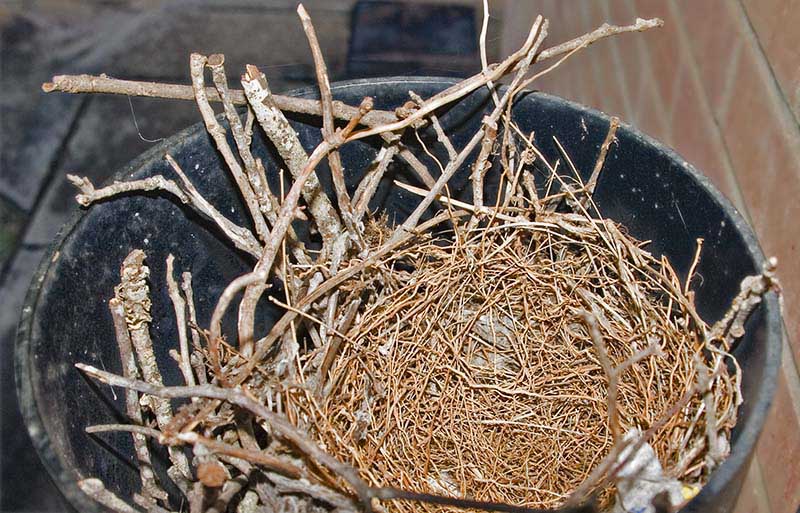 Empty Nest