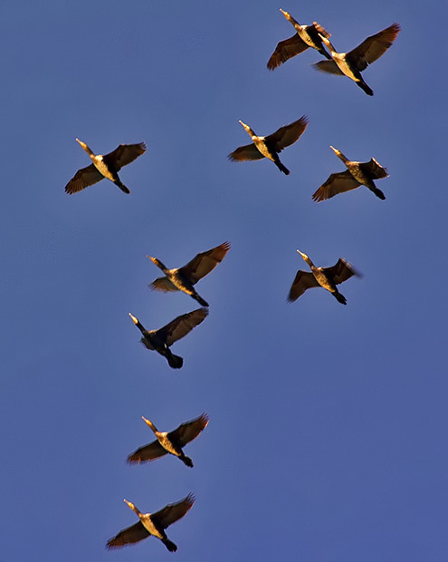 Synchronized Flight
