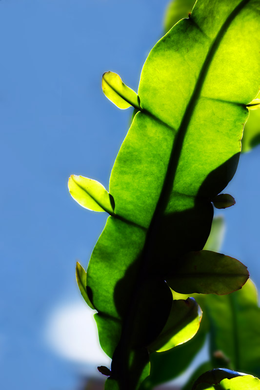 Leaves on Leaves
