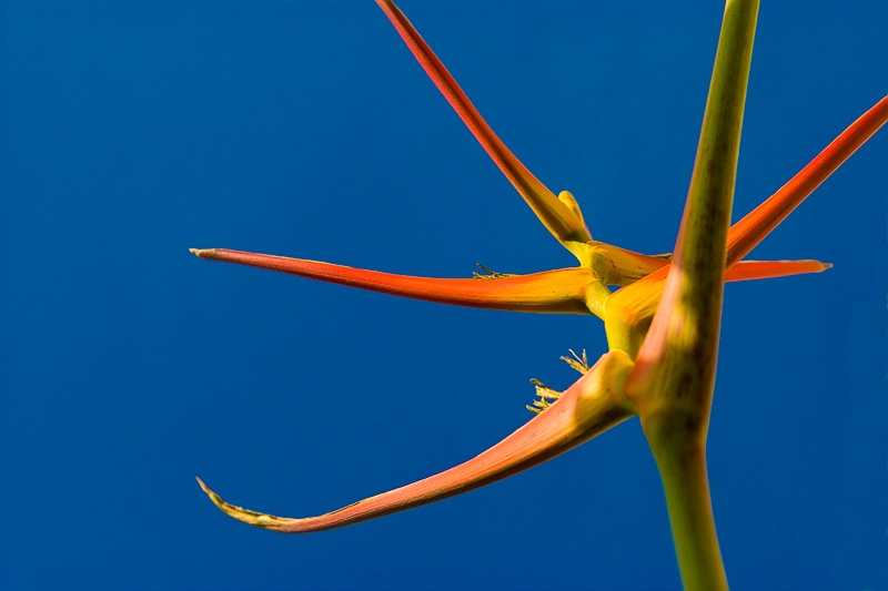 Heliconia