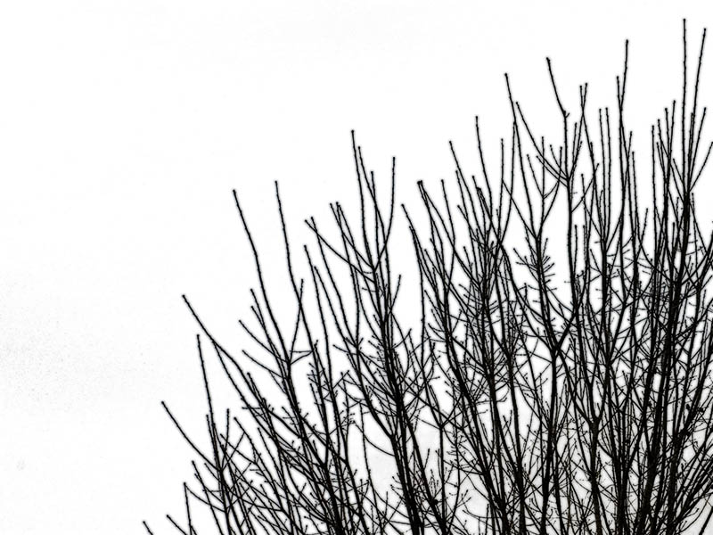 Cold Dead Winter