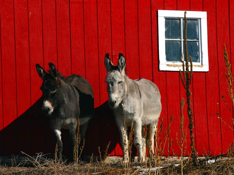 Horse Power
