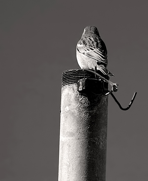 Sittin on a Pole