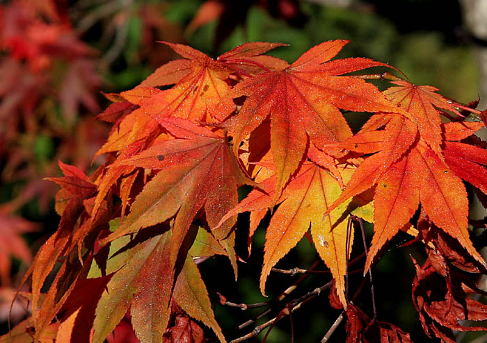 Autumn Colors - 1  *