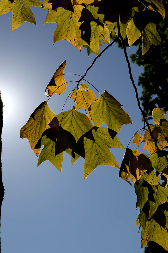 Autumn Colors - 2  *