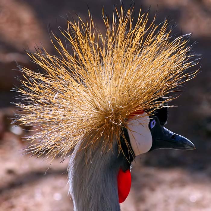 Crane of a Different Colour