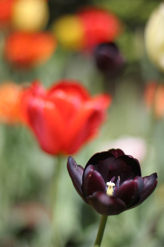 Tulips *