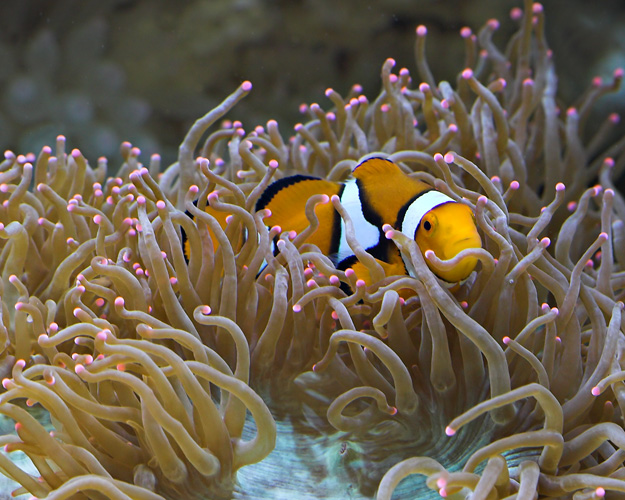 Hiding in the Coral
