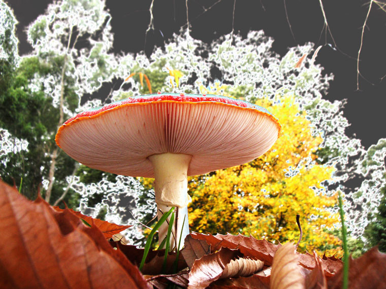Autumn Toadstool