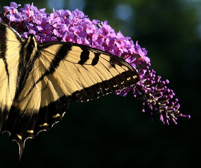 Swallowtail