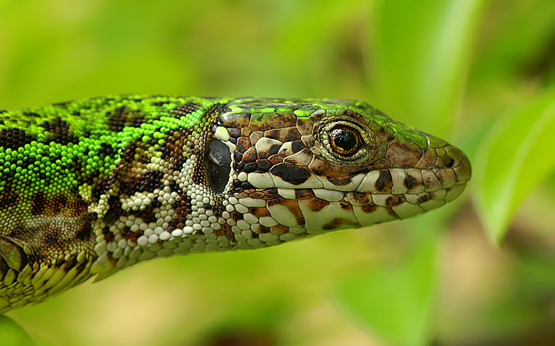 Green*