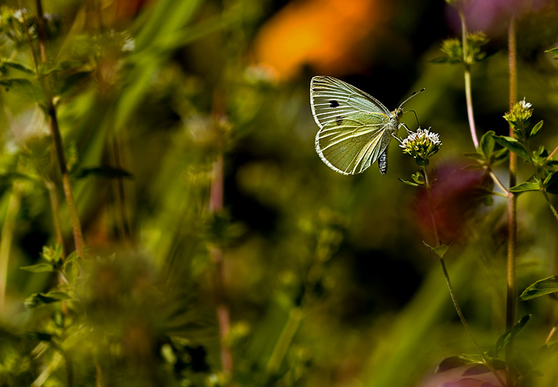 In the Garden