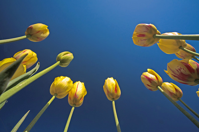 8th Place Tulips in the Sky*