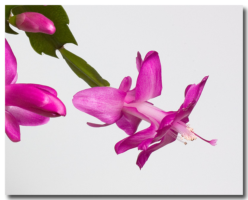 Christmas Cactus*