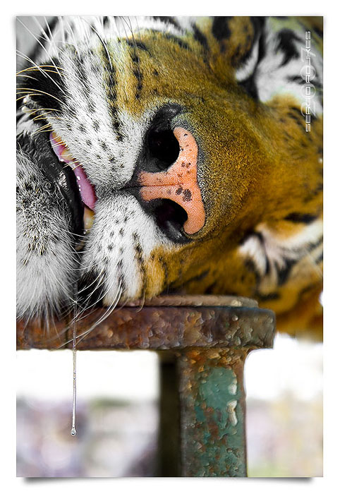 3rd Place <b>colorful dreamer</b> by <b>Sergio Rojkes</b>