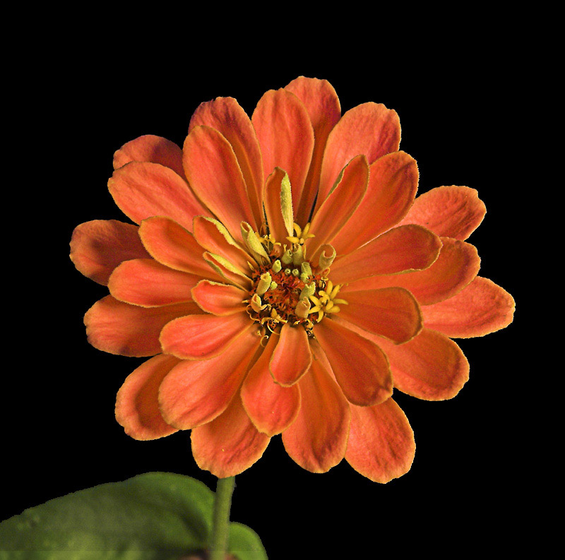Zinnia