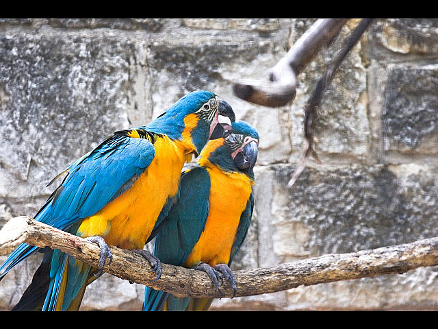 Valentines Day Peck