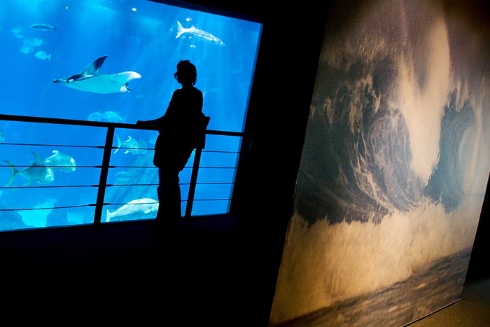 All The Oceans And Living Creatures