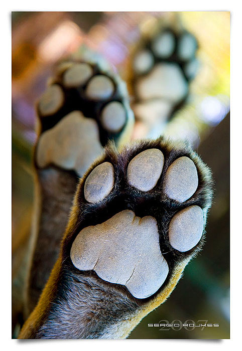 4th place Hunting shoes by Sergio Rojkes