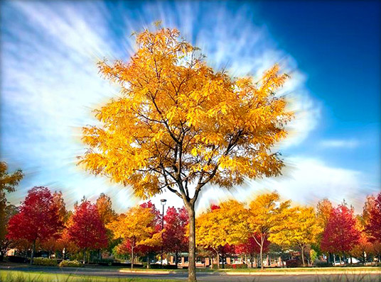 The Grove In Fall